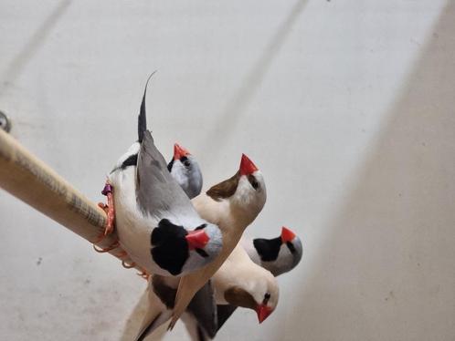Spitsstaartamadine | Veel keuze uit tropische vogels, Dieren en Toebehoren, Vogels | Kanaries, Kleurkanarie, Meerdere dieren