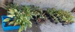 Diverse hosta's, Tuin en Terras, Planten | Tuinplanten, Ophalen, Overige soorten, Halfschaduw