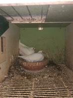-2 witte duiven, Meerdere dieren, Postduif