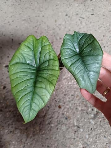 Alocasia platinum  beschikbaar voor biedingen