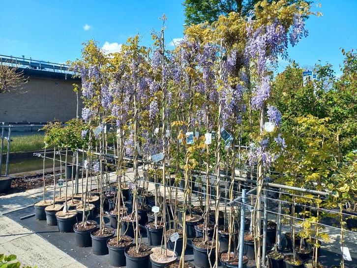 Blauwe regen 2 meter hoog €34,95, Tuin en Terras, Planten | Bomen, Overige soorten, 100 tot 250 cm, Volle zon, Lente, Ophalen