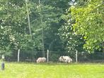 Koos & Toos zoeken een nieuw thuis!, Dieren en Toebehoren, Schapen, Geiten en Varkens, Meerdere dieren, Varken, 3 tot 5 jaar