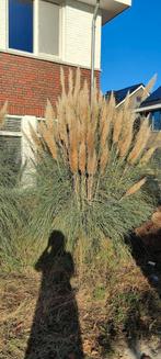 2 prachtige, grote pampas grassen, Tuin en Terras, Planten | Bomen, Ophalen, Volle zon, Overige soorten, 100 tot 250 cm
