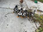 4 muskus woerden, Dieren en Toebehoren, Mannelijk, Eend