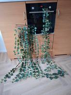Verzameling kunstplanten, Ophalen of Verzenden, Zo goed als nieuw