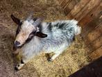 Geitje, Dieren en Toebehoren, Schapen, Geiten en Varkens, Mannelijk, Geit