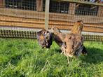 Gekleurde eieren | Araucana kippen | Passend advies, Vrouwelijk, Kip