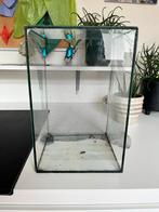Terrarium, Dieren en Toebehoren, Ophalen of Verzenden, Gebruikt, Terrarium of Paludarium