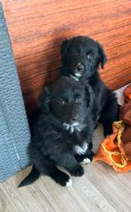 Golden retriever/ Australië shepherd pups, Dieren en Toebehoren, Honden | Niet-rashonden, 8 tot 15 weken, Groot, CDV (hondenziekte)