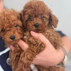 Toy poedel, toy poodel , mini Poedel, Dieren en Toebehoren, Honden | Chihuahua's en Gezelschapshonden, Poedel, Particulier, Rabiës (hondsdolheid)