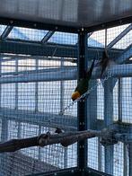 Jendaya man, Mannelijk, Parkiet