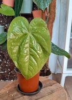 anthurium luxurians x regale, Ophalen of Verzenden, Overige soorten, Minder dan 100 cm