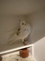 Roodbont, Dieren en Toebehoren, Meerdere dieren, Kropper