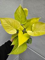 Homalomena Lemon Lime p12, Huis en Inrichting, Kamerplanten, Ophalen of Verzenden