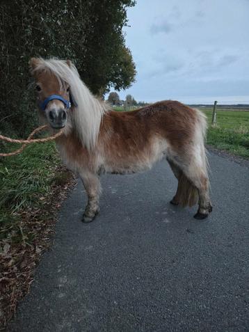 Mini pony beschikbaar voor biedingen