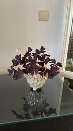 Kamerplant + pot, Ophalen of Verzenden, Overige soorten, Minder dan 100 cm