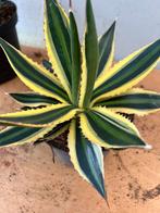 Agave Quadricolor pot13cm, Tuin en Terras, Ophalen of Verzenden, Bloeit niet, Overige soorten, Volle zon