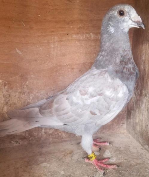 Postduif  Gebroeders Janssen/Ludo Claessens., Dieren en Toebehoren, Vogels | Duiven, Postduif, Mannelijk