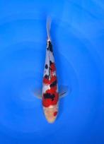 Japanse Jumbo Tosai Izumiya | Koikarpers  | Tosai vissen, Dieren en Toebehoren, Vissen | Vijvervissen, Karper of Koi