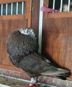CHOCO SPROETKOP, Dieren en Toebehoren, Vogels | Duiven, Vrouwelijk, Kropper