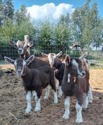 4 hoornloze toggenburger geiten, Dieren en Toebehoren, Schapen, Geiten en Varkens, Vrouwelijk, Geit