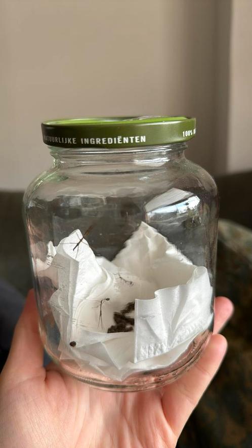 Wandelende takken, Dieren en Toebehoren, Insecten en Spinnen, Wandelende tak