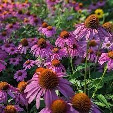 Rode zonnehoed (Echinacea purpurea ) beschikbaar voor biedingen