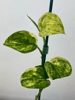 Scindapsus Jade Satin Variegata #1, Ophalen of Verzenden, Halfschaduw, Minder dan 100 cm