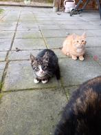 Boerderijkittens, Meerdere dieren, Kortharig, 0 tot 2 jaar