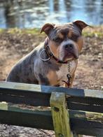 DEK REU American Bully XL, Dieren en Toebehoren, Rabiës (hondsdolheid), Reu, 1 tot 2 jaar, Eén hond