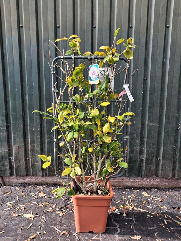 Camellia Japonica Kant-en-klaarhaag op rek, Tuin en Terras, Planten | Tuinplanten, Vaste plant, Overige soorten, Halfschaduw, Lente