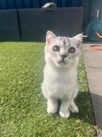 Britse korthaar kitten, Dieren en Toebehoren, Katten en Kittens | Raskatten | Korthaar, Kater, Ontwormd, 0 tot 2 jaar