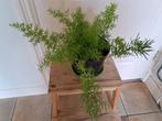 Volle asparagus, Ophalen, Overige soorten, Minder dan 100 cm