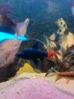 vuurstaart labeo 2 stuks, Dieren en Toebehoren, Vissen | Aquariumvissen, Vis, Zoetwatervis
