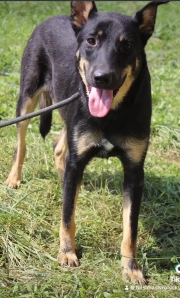 Lief baasje gezocht voor Milo., Dieren en Toebehoren, Honden | Niet-rashonden, Middel, Reu, Particulier, Eén hond, Buitenland