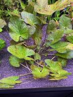 Groene tijgerlotus - Nymphaea Zenkeri - lotus, Dieren en Toebehoren, Vissen | Aquaria en Toebehoren, Ophalen of Verzenden, Nieuw