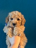 Mini labradoodle/ mini doodle pups REUTJES te koop!, Parvo, 8 tot 15 weken, Meerdere, Nederland