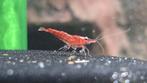 Rode Neocaridina Garnalen – slechts €0,50 per stuk!, Dieren en Toebehoren, Vissen | Aquariumvissen, Kreeft, Krab of Garnaal, Zoetwatervis