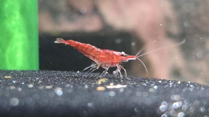 Neocaridina Red Cherry (Vuurgarnaal), Dieren en Toebehoren, Vissen | Aquariumvissen, Zoetwatervis, Kreeft, Krab of Garnaal, Schoolvis