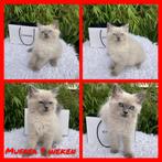 Ragdoll Blue Point Lynx/tabby  kittens 9 weken oud, Meerdere dieren, Ontwormd, 0 tot 2 jaar