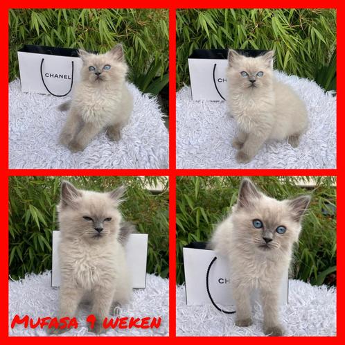 Ragdoll Blue Point Lynx/tabby  kittens 10 weken oud, Dieren en Toebehoren, Katten en Kittens | Raskatten | Langhaar, Meerdere dieren