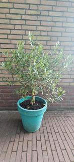 Mooi olijfboompje met pot 📍, Ophalen, Overige soorten, Minder dan 100 cm