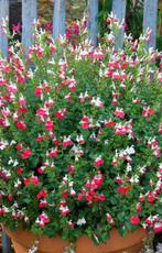 Planten: hortensia, hibiscus en salvia hot lips, Tuin en Terras, Planten | Tuinplanten, Ophalen