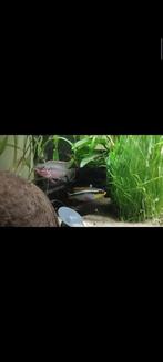 Kersenbuik, Dieren en Toebehoren, Vis, Zoetwatervis