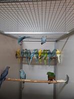 Diverse kleuren halsband parkieten., Dieren en Toebehoren, Vogels | Parkieten en Papegaaien