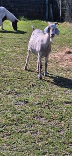 Bok zoekt nieuwe stal, Dieren en Toebehoren, Schapen, Geiten en Varkens, Mannelijk, Geit