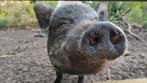 Mini varkens. Indonesisch micro varken, Dieren en Toebehoren, Maart, Meerdere dieren