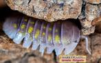 Armadillidium granulatum ‘Soft Orange’ isopods / pissebedden, Dieren en Toebehoren, Insecten en Spinnen, Overige soorten