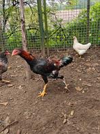 Shamo mix van dit jaar. Gratis, Dieren en Toebehoren, Pluimvee, Mannelijk, Kip