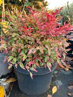 Nandina domestica Obsessed - Hemelse bamboe in 10L pot, Volle zon, Vaste plant, Zomer, Ophalen